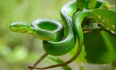 Cứu người đàn ông bị rắn lục đuôi đỏ dài hơn nửa mét cắn trong lúc đi vệ sinh