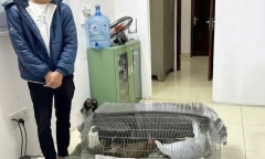 Vụ người đàn ông nuôi, bán gà lôi trắng lĩnh 6 năm tù: Loài gà quý hiếm cỡ nào?