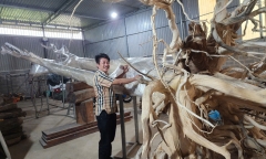 Clip: Chiêm ngưỡng cây trăm năm tuổi phát ra trầm hương hiếm thấy ở Phú Quốc