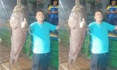 Ngư dân bắt được cá mú