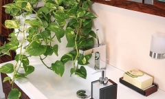 Mẹo khử mùi hôi trong nhà vệ sinh nhanh gọn, hiệu quả nhất