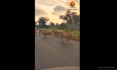 Đàn sư tử bất ngờ tràn ra đường, chuyện gì đang xảy ra?