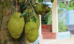 Hy hữu: Cụ ông 84 tuổi thiệt mạng vì quả mít nặng 3kg rơi trúng đầu