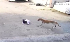 Clip: Trong lúc chơi đùa trước nhà, bé gái 3 tuổi bị chó hoang tấn công