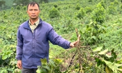 Vụ 18ha cà phê của nông dân bị đốn hạ, thiệt hại hàng tỷ đồng: Công an vào cuộc