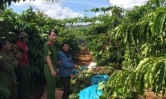 Bắt giữ Phạm Thị Thu Thủy, đối tượng cắt trộm cây cà phê để tuốt lấy quả