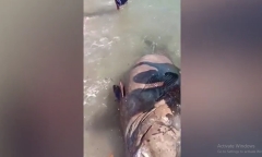 Ngư dân bắt được