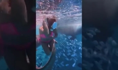 Clip: Bị hàng chục chú cá mập khổng lồ bao vây, nữ du khách đẹp như hoa hậu vô cùng kinh hãi