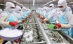 Kiến nghị tháo gỡ vướng mắc thuế cho doanh nghiệp thủy sản