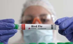 Cúm A/H9 nguy hiểm như thế nào? Đâu là loại virus cúm gia cầm nào có độc lực cao?