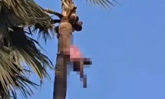 Clip: Bàng hoàng phát hiện người đàn ông tử vong trên cây cọ