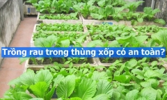 Trồng rau trong thùng xốp có thực sự an toàn?
