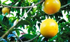 Loại quả được ví là