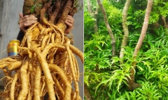Nên ngâm củ đinh lăng tươi hay khô