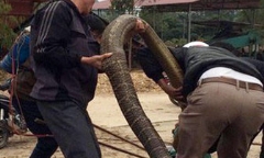 Thót tim, rắn hổ mang thở phì phì dưới gầm giường