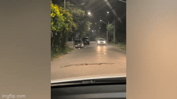 Video: Trăn dài 3m nằm giữa đường ở Thái Lan, xe ô tô