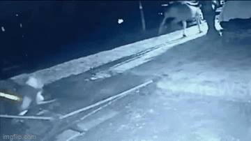 Video: Hung dữ lao vào tóm sống bê con, sư tử lại sợ hãi bỏ chạy khi đụng