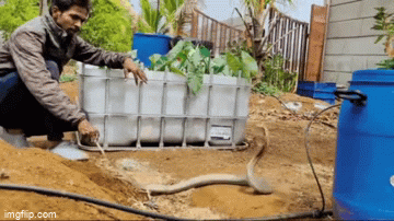 Video: Bị vây bắt, rắn hổ mang điên cuồng tấn công