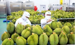 Kỷ lục kim ngạch xuất khẩu rau quả Việt Nam đạt hơn 1 tỷ  đô trong quý I/2024