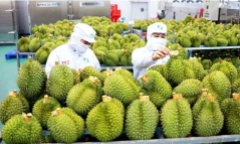 Kim ngạch xuất khẩu rau củ quả Việt Nam sang Trung Quốc năm 2023 tăng gấp đôi, đạt trên 24 tỷ USD