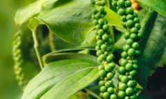 Giá cà phê chuẩn bị cán mốc 100.000 đồng/kg