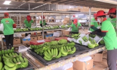 Thị trường khởi sắc, giá chuối xuất khẩu tăng cao