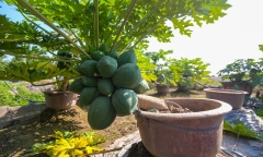 Loại cây ăn quả quen thuộc nay 