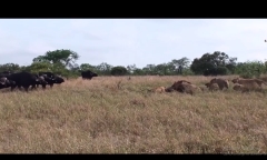 Trâu rừng phản công đàn sư tử, giải cứu đồng loại