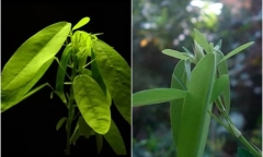 Kỳ lạ loài cây tồn tại ở Việt Nam, biết 