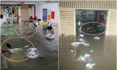 Mưa lớn kéo dài ở Hà Nội: 60 xe máy chìm nghỉm trong hầm chung cư mini ở Tân Triều