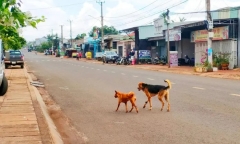Tự chữa chó dại cắn bằng cách