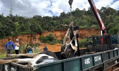 Vụ bò sữa chết bất thường ở Lâm Đồng: Thứ trưởng Nông nghiệp yêu cầu làm rõ nguyên nhân