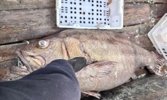 Cận cảnh con cá mú 