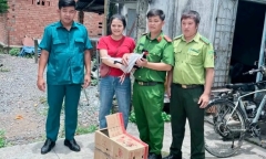 Phát hiện gà lôi trắng quý hiếm nặng 1,5kg trong rừng cao su, người phụ nữ bắt lại rồi báo chính quyền