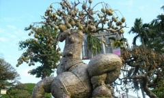 Cây ăn quả dân dã nay thành bonsai 