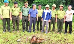 Người dân tự nguyện giao nộp loài khỉ có màu mặt lạ, nặng khoảng 30kg