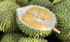 Sầu riêng kỵ với gì?