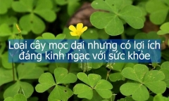 Loại cây mọc dại nhưng có lợi ích đáng kinh ngạc với sức khỏe 