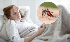 Sốt rét là bệnh gì? Triệu chứng như thế nào?