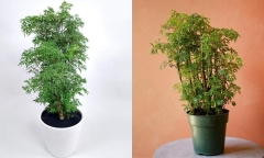 Loại cây rẻ tiền được nhặt ở ngoài đường nay lên đời thành 