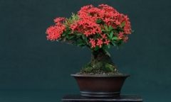 Mẫu đơn mọc dại hóa kiệt tác bonsai tiền triệu, dân yêu cây 