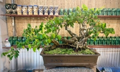 Bất ngờ với loại cây cổ tích trở thành