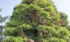 Lóa mắt loại bonsai vừa đẹp vừa lạ, có cây được định giá 120 tỷ đồng