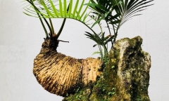 Loại cây quen thuộc nhiều tên gọi lên châu thành bonsai độc đáo, có cây được trả giá 1 tỷ đồng