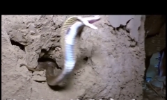 Kinh hoàng phát hiện ổ rắn hổ mang ẩn nấp dưới nền nhà