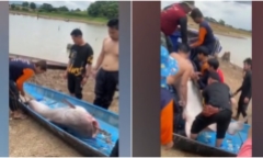 Video: Cận cảnh con cá tra dầu nặng 200kg