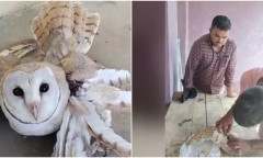 Video: Phát hiện chim lạ gãy cánh bay vào nhà 