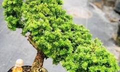 Loài cây dại có hoa thơm nức, lên chậu thành bonsai đắt tiền, nhiều người mê mẩn