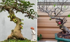 Bất ngờ với loại cây mọc dại ven bờ ao nay