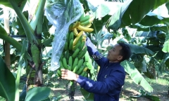 Vụ 127 buồng chuối bị xịt thuốc diệt cỏ: Công an tìm nhân chứng